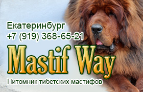 Питомник тибетских мастифов "Mastif Way"